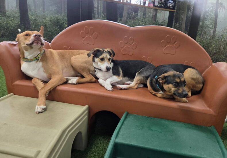 Dog Play Equipment for Veterinary and Rehabilitation Facilities That Works