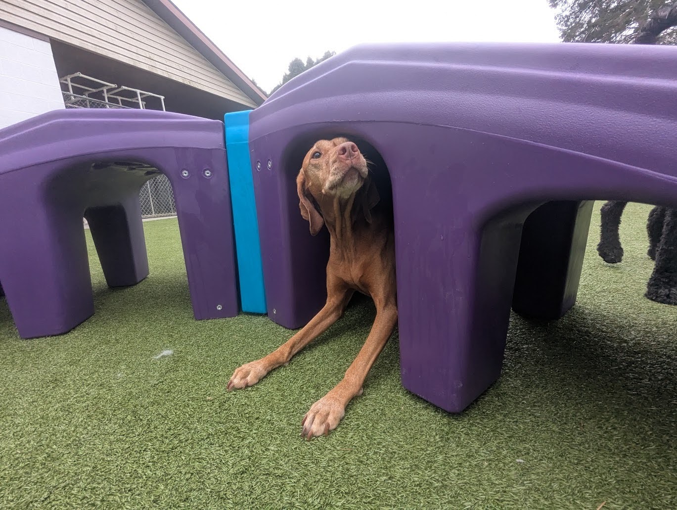 Dog Play Equipment for Veterinary and Rehabilitation Facilities That Works